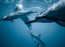 开云首页APP-西媒：C罗没有回归曼联的打算 希望继续留在尤文